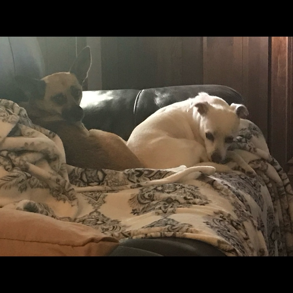 Meet your Posher, Dee